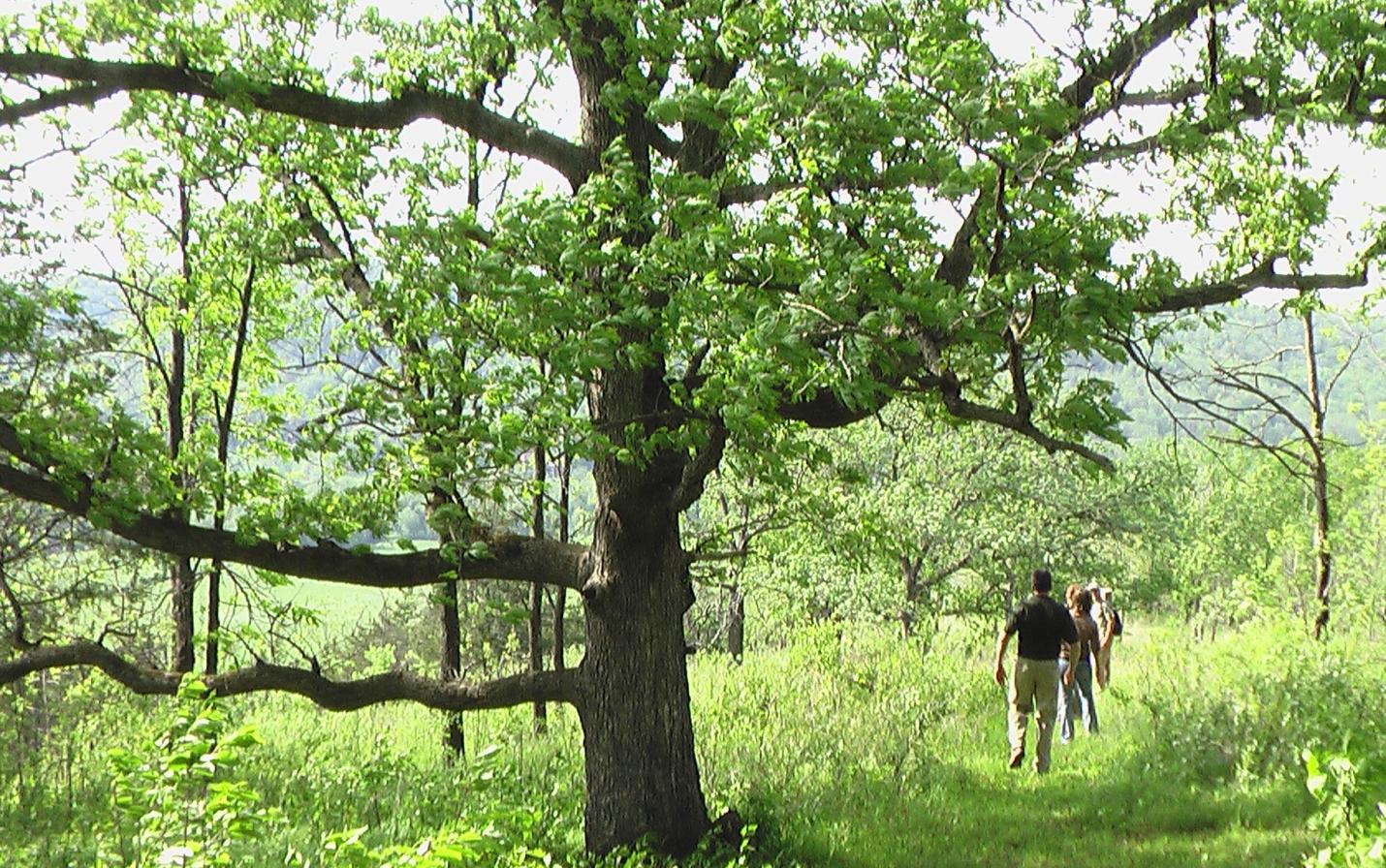 Opinion Saving mature trees is cool Mississippi Valley Conservancy